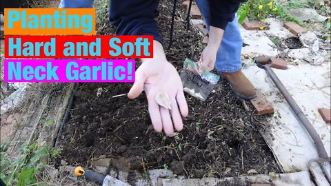 Planting hard and soft neck garlic