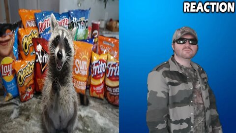 Raccoon Tries Most Popular Chips To See Which Chip Is The Best (Tito The Raccoon) REACTION!!! (BBT)