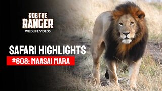 Safari Highlights #608: 07 August 2021 | Maasai Mara/Zebra Plains | Latest Wildlife Sightings