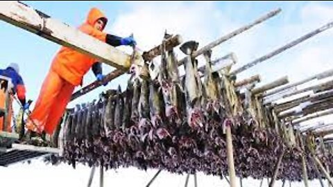 Amazing Codfish Fishing Vessel - Salted Cod Processing in Factory - Catch Hundreds Tons Cod Fish