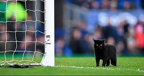 OMG Black Cat Scores A GOAL