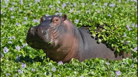 How a hippo jumped over another hippo
