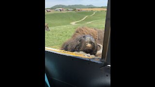 Bison tongue