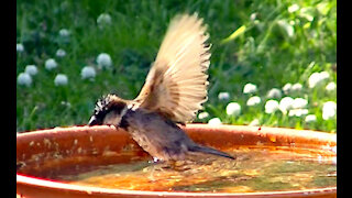 IECV NV #406 - 👀 House Sparrows Bathing In Slow Motion 🐤🐥 6-26-2017