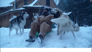 Man Goes Sledding With Seven Happy Huskies