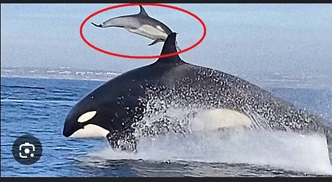 Killer whale hunts and eats great white shark