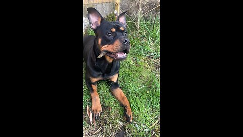 “Cute Dog Loves To Chew Wood”