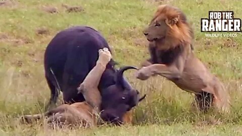 Lions Catch Buffalo & Calf!! | Epic Lion vs Buffalo Sighting