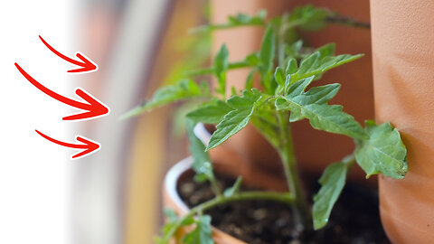 Start an Instant Salsa Garden!?! (EVEN IN THE CITY!)