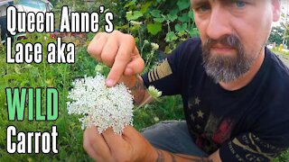 Queen Anne's Lace aka Wild Carrot | Natural Medicine in your Backyard