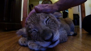 An Adorable Little Cub Was Left In A Foster Home. What It Does There Will Melt Your Heart.