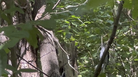 Hairy Wood Peckers