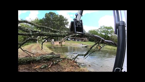 Pt 1 clearing trees from farm pond dam/peninsula. Bobcat e42 r series mini ex and T650 tag team.