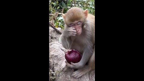 Cute Monkey vs Onions