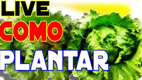 como plantar Alface direto no canteiro e adubação espaçamento com dica valiosa🌱🌱🤠#liVE do sítio