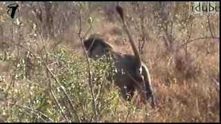 Lion Roaring in the African Bush