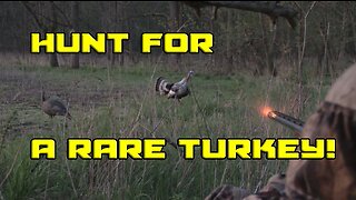 Hunt For a Rare Smokey Grey Turkey!