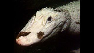 Bizarre White Alligator