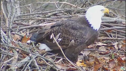 Hays Eagles Dad s Feather Study 2021 12 19 09:23AM