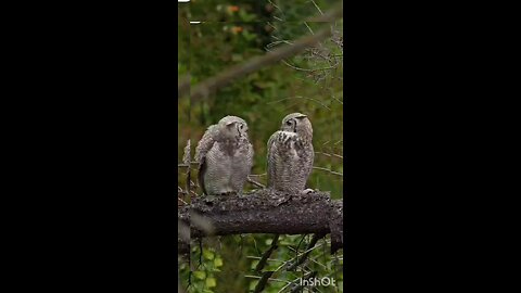 love in the air❤️ # wildlife #animal# birdsofprey