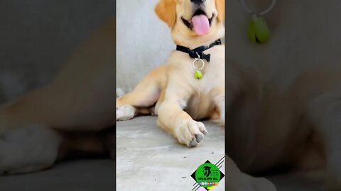 golden retriever Cute reaction #Viral #puppy #shorts