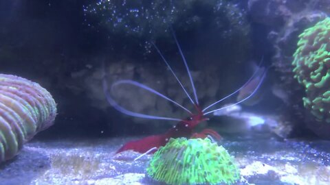 Cute aquarium fire shrimp eats lunch