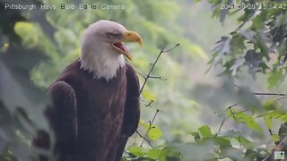 Hays Eagles Mom beautiful closeup. Mom' crop drop 2021 06 20 15:14