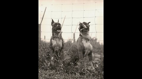 Boxer Dog Puppies WW2 Parachute 1943 1st Jump