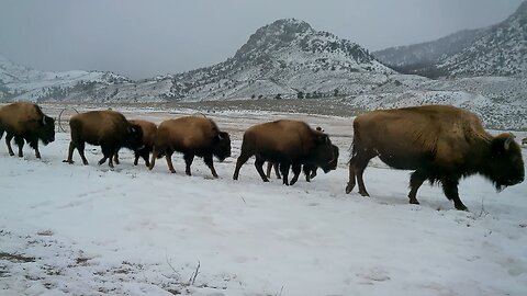 THE UNSUSTAINABILITY OF THE CURRENT WILD BISON MANAGEMENT PROGRAM IN YELLOWSTONE!
