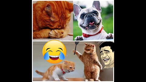 Cats will make you LAUGH YOUR HEAD OFF-funny cats compilation 😂😂