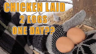 Did Our Chicken Lay 2 Eggs In One Day?