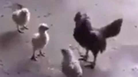 Bullying Behavior in Chickens