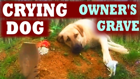 Dog is Crying at His Owner's Grave Every Day