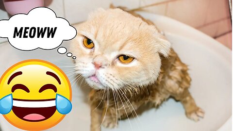Funniest Animals🤣😂 New Funny Cats and Dogs Videos 😹🐶/ Part 6