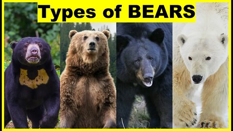 Different Types Of Bears In The World