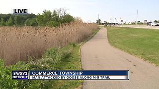 Man attacked by goose along M-5 Trail