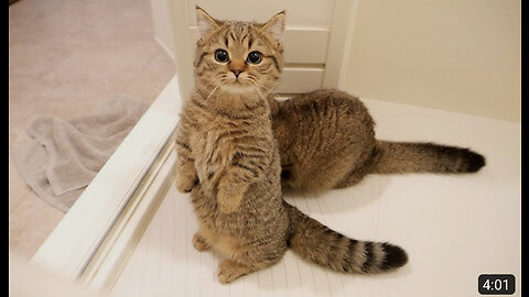 Kitten Lili waits all the way until her owner gets out of the bath