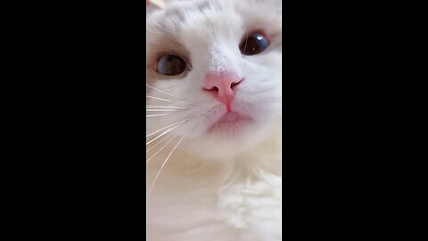 Funny Cat compilations!