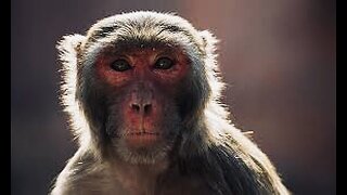 5 Fun Facts About The Rhesus Macaque