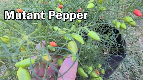 What A Mutant Pepper Plant Looks Like