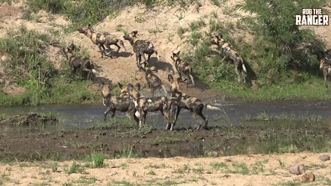 African Wild Dogs Leave A Meal For A Leopard
