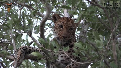 Female Leopard Treed By Pack Of Painted Dogs