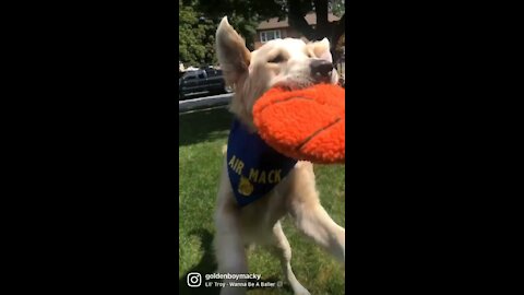 Basketball Star Golden Retriever