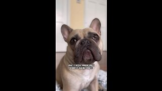 What Am I Thinking About During Dinner Time? | Mochi The French Bulldog