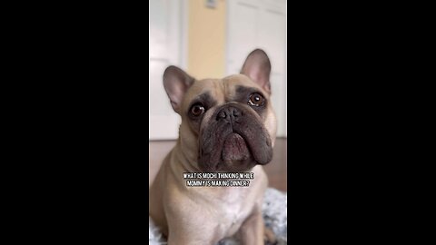 What Am I Thinking About During Dinner Time? | Mochi The French Bulldog