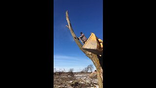 Cutting down a dead tree 🌲