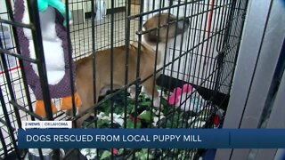 Dozens of dogs sent out of state after Mayes County puppy mill rescue