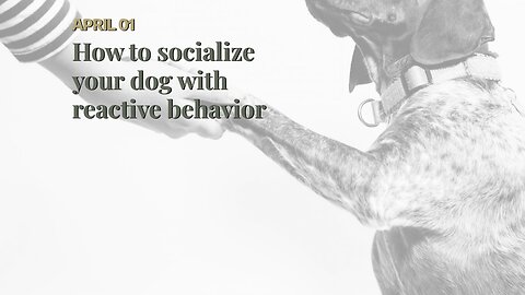 How to socialize your dog with reactive behavior