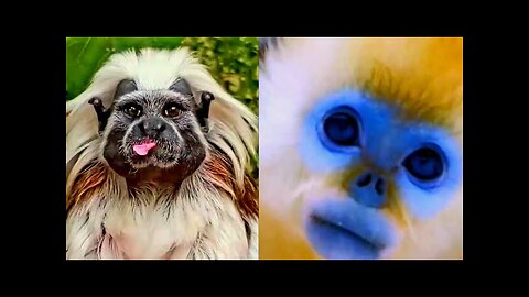 Strange and wonderful clips of monkeys, which are funny