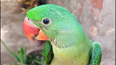 Ringneck Parrot Mithu And Nature Sounds | Parrot In Village | Alexanderine Parrot Speaking 🐦